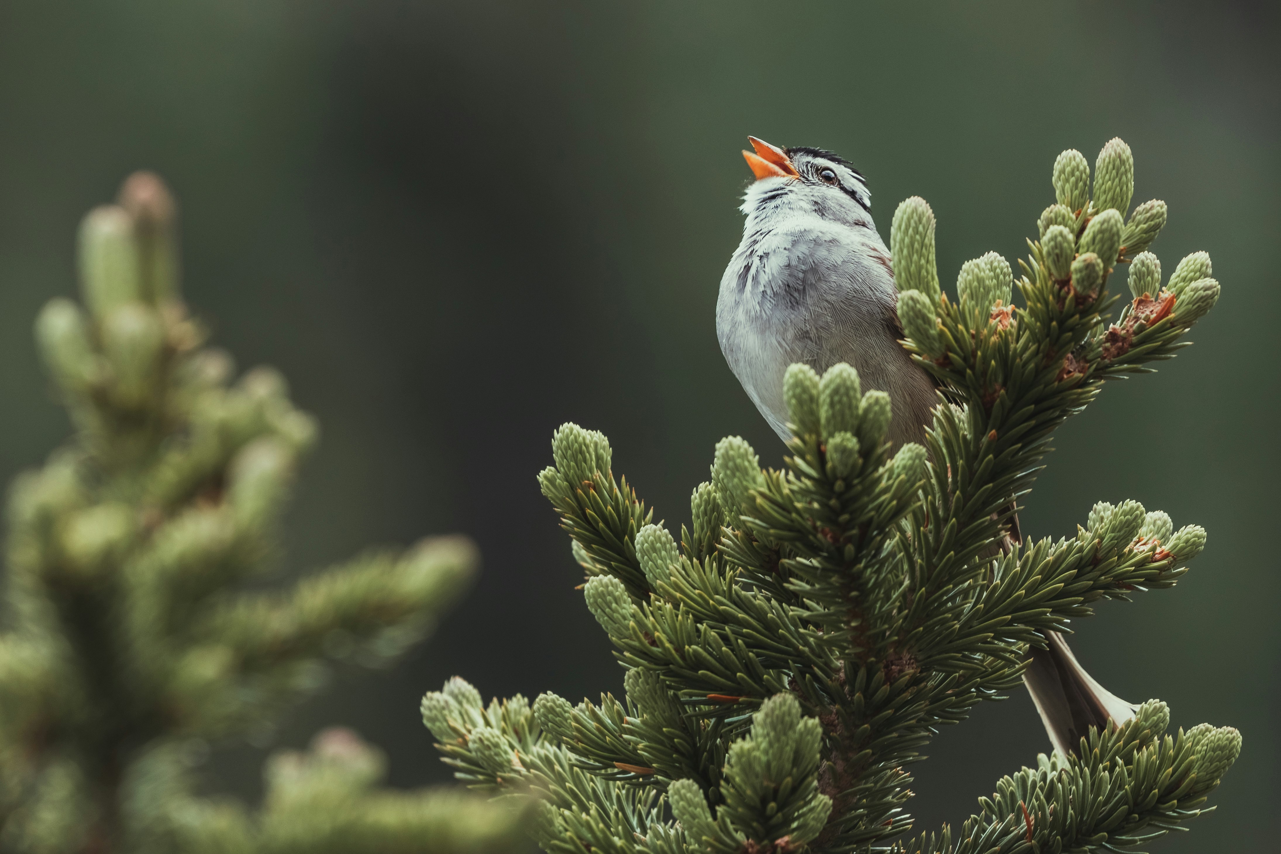 gray and white bird on green tree